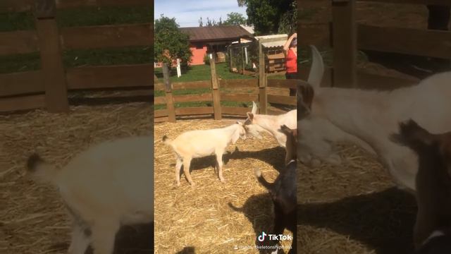 Asriel and Toriel at Real Life Playing ( Hopes and dreams ) cute baby goat смотреть онлайн