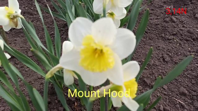 нарцисс Mount Hood смотреть онлайн
