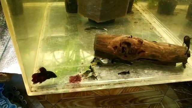 Обзор аквариумов(почти всех), кормлю рыбку трубочником смотреть онлайн