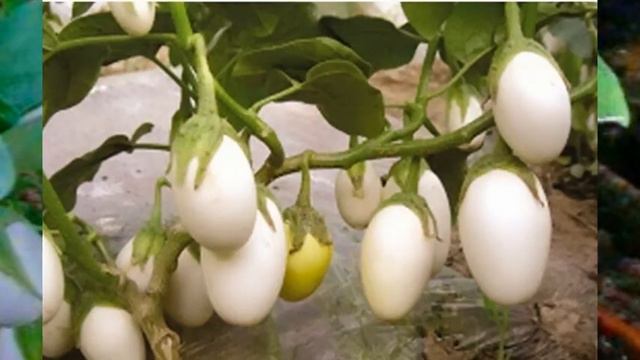 La sorprendente planta de huevo ¿La conoces? смотреть онлайн