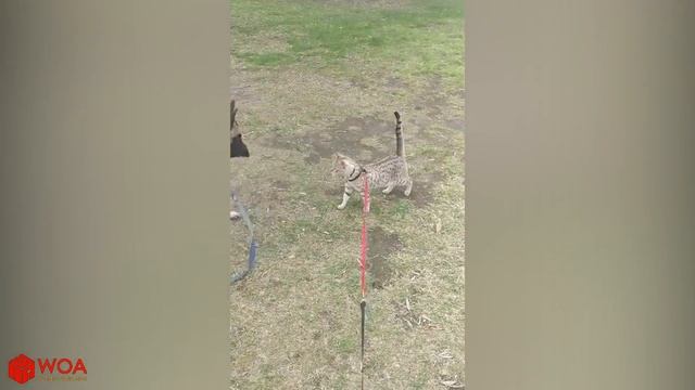 NOT THE SMARTEST DOGS | Stupid Dog Moments Compilation смотреть онлайн