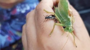 Кузнечики. Розовый кузнечик.