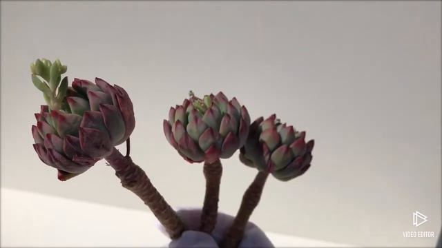 Echeveria Blue elf (Y) смотреть онлайн