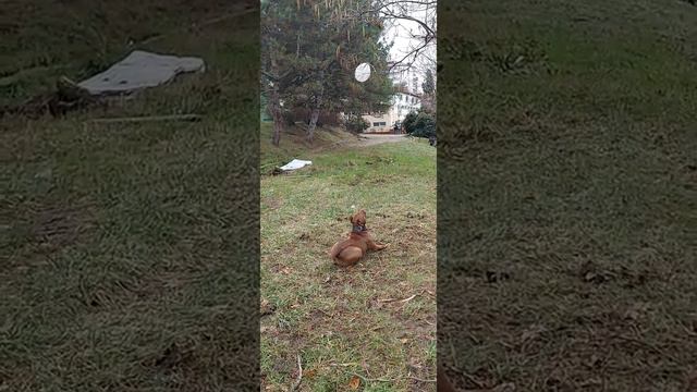 достать до луны может только пит буль смотреть онлайн