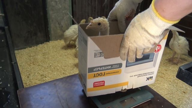 ОГРОМНЫЕ ИНДЮКИ. Индюшатам 25 дней. смотреть онлайн