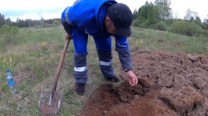 Как я добываю личинку майского жука/ Лучшая насадка на крупную рыбу после личинки миноги.