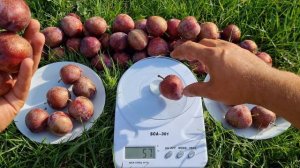 СЛИВА ДИПЛОЇДНА РЕД ХАРТ