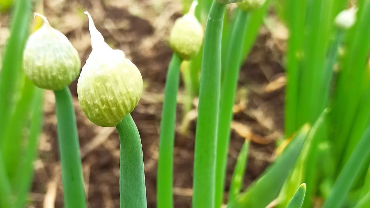 Мой огород после снегопада. Резиночки с АлиЭкспресс.
