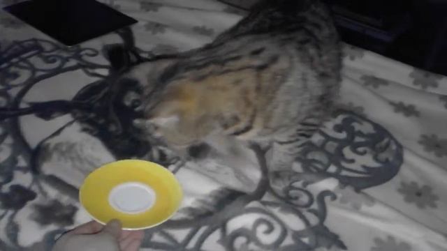 Любимая тарелка КОШКИ смотреть онлайн