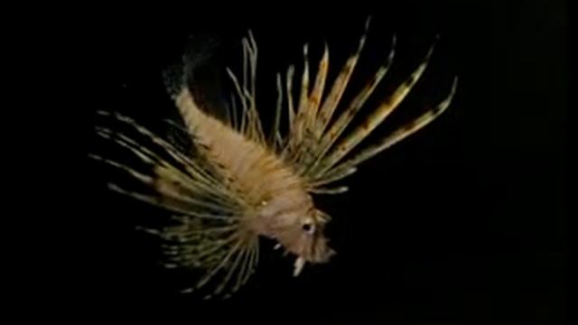 Коричневополосая крылатка-зебра (Планета Нептун - Океанариум) смотреть онлайн