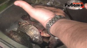 Как быстро за 10 секунд почистить карася обычной ложкой.