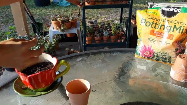 How To Repot Hawarthia Zebra Succulent 🌱 Potting Soil I Use 🌱 Top Dressing With Rock