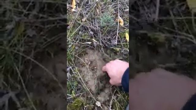 металлоискатель АССЕТЕРРА смотреть онлайн