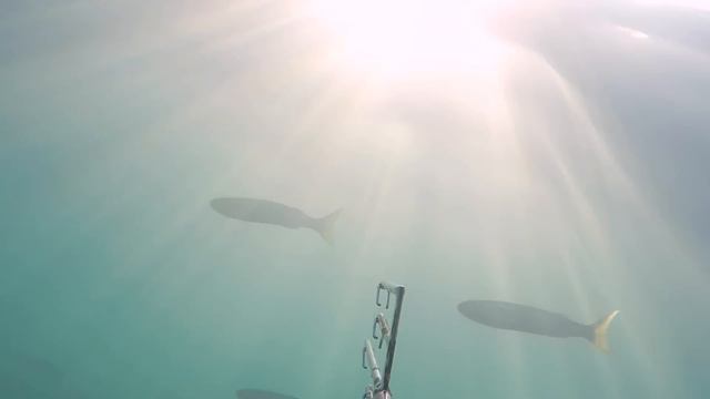 Осеняя подводная охота в черном море на лобана. 2016