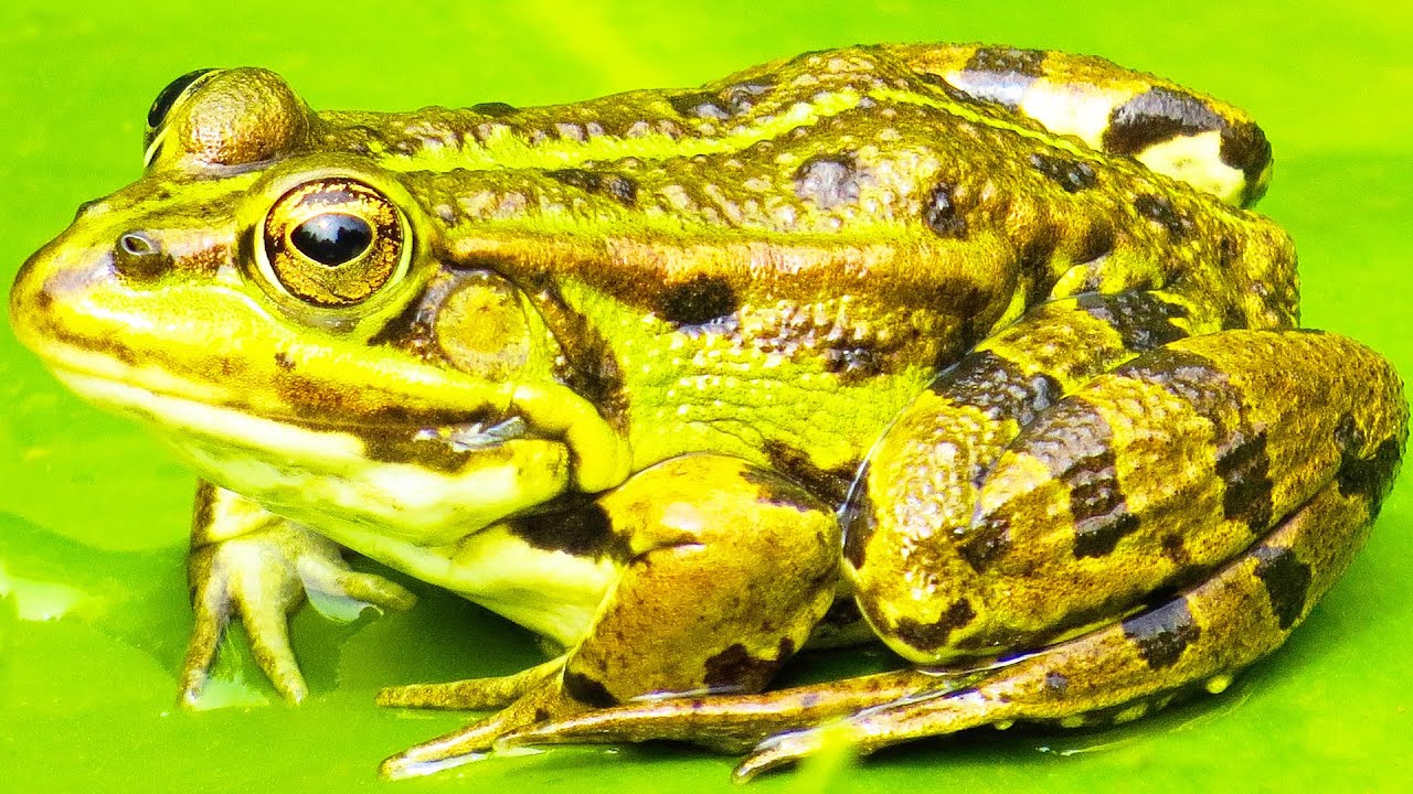 ПОЧЕМУ КВАКАЮТ ЛЯГУШКИ? смотреть онлайн