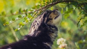 Детская песенка - Мы хотим, чтоб птицы пели