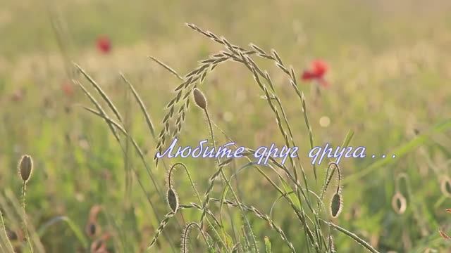 Любите друг друга смотреть онлайн