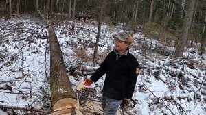 ЗАГОТОВКА ДРОВ В ЛЕСУ. ЖИЗНЬ В ДЕРЕВНЕ. ГАЗ УЖЕ БЛИЗКО. ТРАКТОР Т40. СОРОКОВКА.