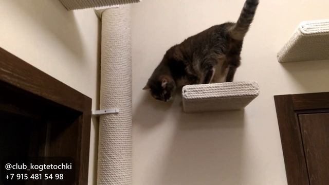 Когтеточка ДО ПОТОЛКА для двух котов (с двумя полочками) смотреть онлайн