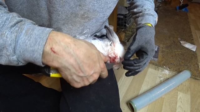 КАК ПРИШИТЬ КРОЛИКУ ГОЛОВУ (16+) смотреть онлайн