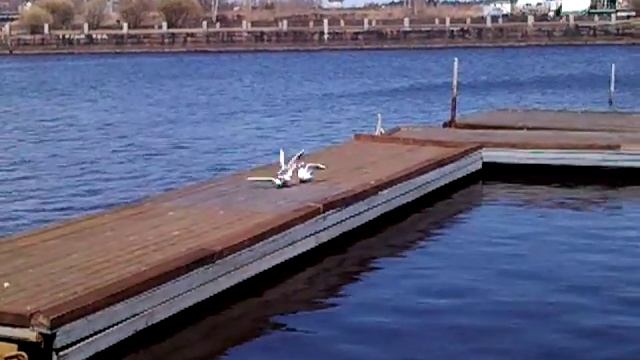 спаривание чаек 3 штуки смотреть онлайн