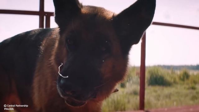 Loyal Dog Waits For Owner After Being Abandoned In Airport смотреть онлайн
