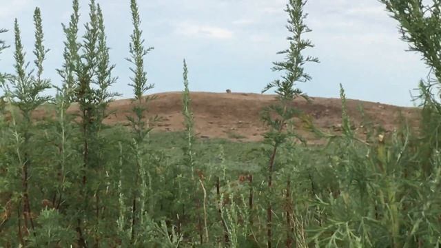 Охота на сурка с нарезным карабином МА-136-02/Охота удалась на славу! смотреть онлайн