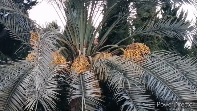 ФИНИКОФАЯ ПАЛЬМА смотреть онлайн