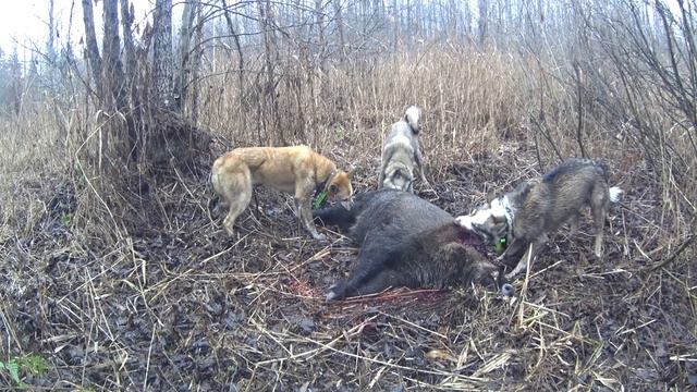 Охота на кабана с западно-сибирскими лайками смотреть онлайн