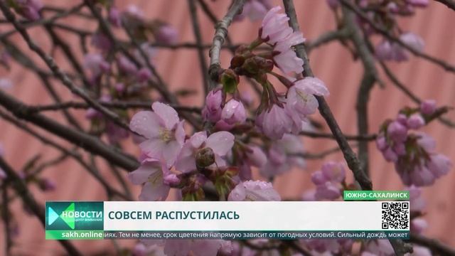 На юге Сахалина зацвела вишня Саржента, более известная, как сакура смотреть онлайн