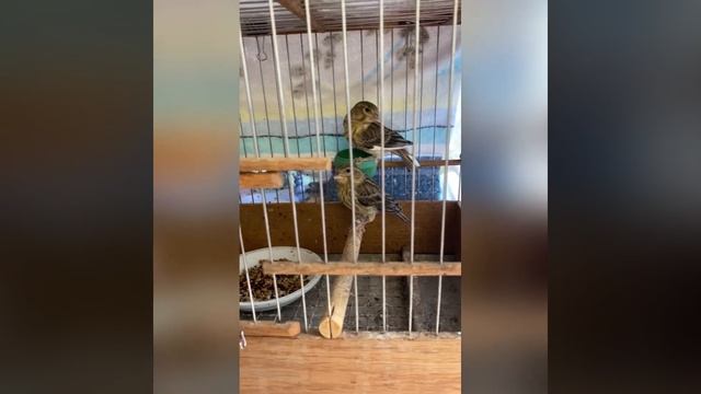 Гибридизация, Гибриды канареечный вьюрок и канарейка смотреть онлайн