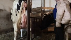 Отёл коровы.