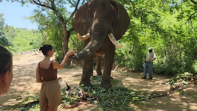 ABRACEI UM ELEFANTE AFRICANO! T11.ep32 смотреть онлайн