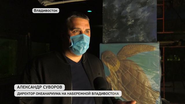 Владивостокский океанариум готовится к открытию после пандемии смотреть онлайн