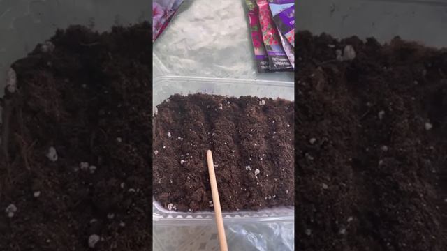 Приступаем к посадке петуний смотреть онлайн