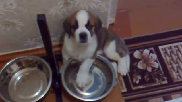 Сенбернар Урфин.Хочу Есть смотреть онлайн