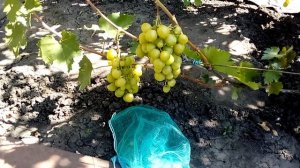 Виноград  Прима Украины ( Плясунов ) - 2018 год