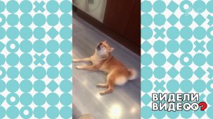 Поющая сиба-ину. Видели видео? Фрагмент выпуска от 16.02.2020