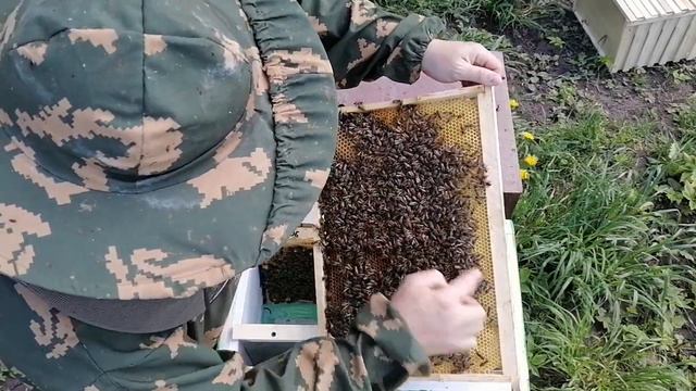 отводок на одну рамку расплода на маточник (2 часть) 01.06.2022 смотреть онлайн