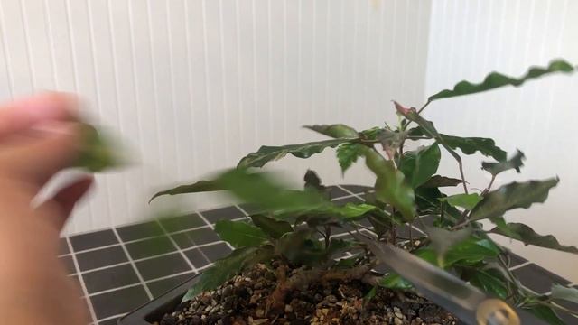 Episode 83, Pruning My Fire and Ice Hibiscus смотреть онлайн