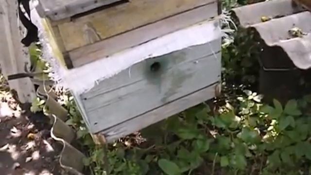 июль на пасеке - двухрамочный отводок на не плодную матку смотреть онлайн