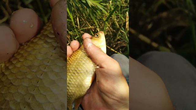 Оболдеть! 😮 Золотий карась!!!😮 Загадуем желание! #fishing #вокругводоемов #рыбалка #рибалка #carp смотреть онлайн