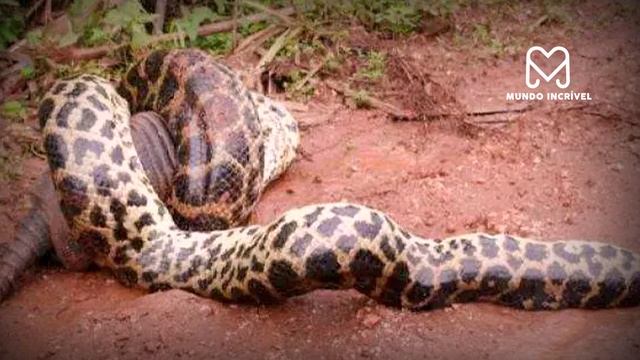 É POR ISSO QUE AS COBRAS SÃO AS MELHORES PREDADORAS смотреть онлайн