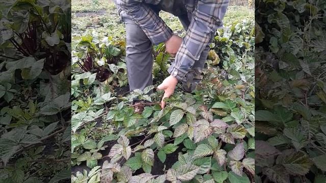 Ежевика садовая, ТОРНФРИ, саженцы смотреть онлайн