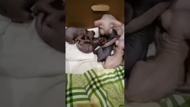 Мама канадский сфинкс ухаживает за своими котятами канадский сфинкс котенок Sphynx kitten смотреть онлайн