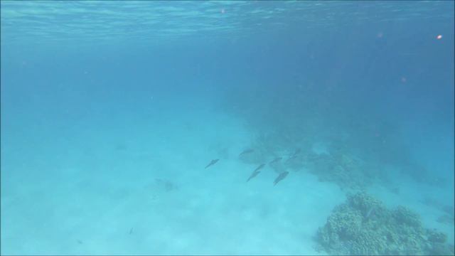 Snorkelling The Fort Arabesque House Reef Hurghada Egypt