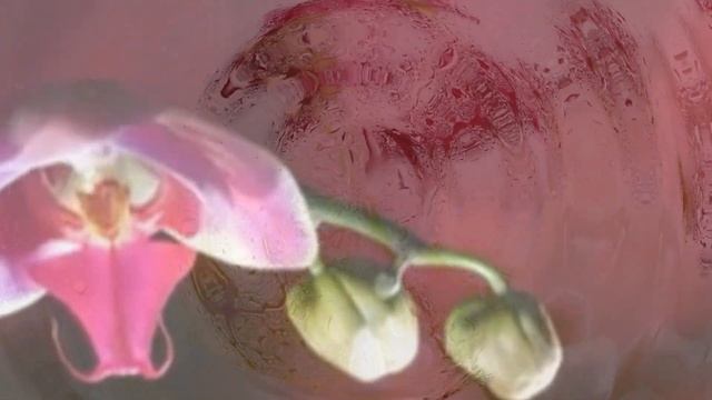 “Орхидея и Кактус” сказка - Ирина Фетисова (Мullerson). Читает Алексей Брюшневский смотреть онлайн