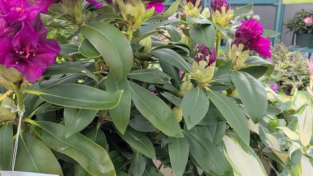 Rhododendron 'Polarnacht' // RICH, DEEP Dark Color on a sturdy, Easy to Grow Evergreen Shrub. смотреть онлайн