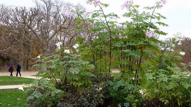 Amazing and Most Beautiful Tree Dahlia Flowers | Dahlia imperialis смотреть онлайн