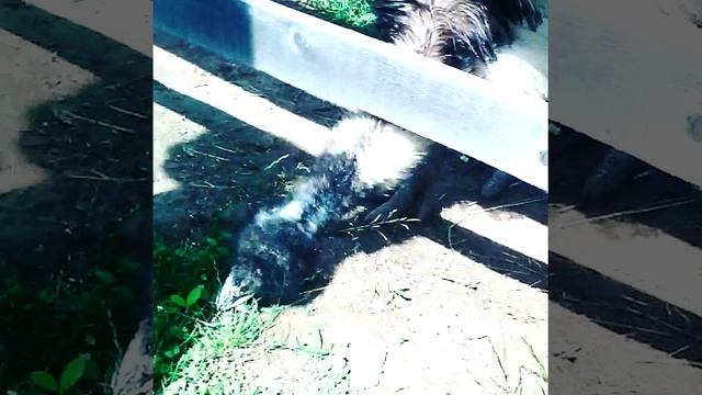 Кормим страусов смотреть онлайн